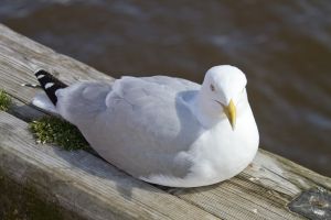 seagull whitby 2 sm.jpg